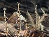  ( - HAY-F-007651)  @11 [ ] by-nc (2023) Damon Tighe Fungal Diversity Survey