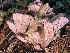  (Gomphus sp. PNW01 - HAY-F-007652)  @11 [ ] by-nc (2023) Damon Tighe Fungal Diversity Survey