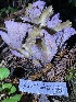  ( - HAY-F-007652)  @11 [ ] by-nc (2023) Damon Tighe Fungal Diversity Survey