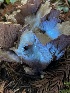  ( - HAY-F-007652)  @11 [ ] by-nc (2023) Damon Tighe Fungal Diversity Survey