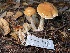  (Cortinarius sp. Harrower7b - HAY-F-007653)  @11 [ ] by-nc (2023) Damon Tighe Fungal Diversity Survey