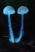 ( - HAY-F-007654)  @11 [ ] by-nc (2023) Damon Tighe Fungal Diversity Survey