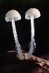  ( - HAY-F-007654)  @11 [ ] by-nc (2023) Damon Tighe Fungal Diversity Survey