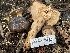  ( - HAY-F-007656)  @11 [ ] by-nc (2023) Damon Tighe Fungal Diversity Survey