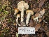  ( - HAY-F-007657)  @11 [ ] by-nc (2023) Damon Tighe Fungal Diversity Survey