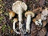  ( - HAY-F-007657)  @11 [ ] by-nc (2023) Damon Tighe Fungal Diversity Survey