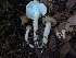  ( - HAY-F-007657)  @11 [ ] by-nc (2023) Damon Tighe Fungal Diversity Survey