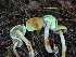  ( - HAY-F-007658)  @11 [ ] by-nc (2023) Damon Tighe Fungal Diversity Survey