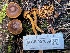  (Cortinarius idahoensis - HAY-F-007659)  @11 [ ] by-nc (2023) Damon Tighe Fungal Diversity Survey