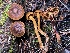 ( - HAY-F-007659)  @11 [ ] by-nc (2023) Damon Tighe Fungal Diversity Survey