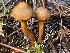  ( - HAY-F-007659)  @11 [ ] by-nc (2023) Damon Tighe Fungal Diversity Survey