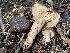  ( - HAY-F-007656)  @11 [ ] by-nc (2023) Damon Tighe Fungal Diversity Survey