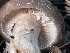  ( - HAY-F-007656)  @11 [ ] by-nc (2023) Damon Tighe Fungal Diversity Survey