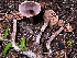  (Cortinarius sp. CA53 - HAY-F-007661)  @11 [ ] by-nc (2023) Damon Tighe Fungal Diversity Survey
