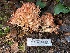  ( - HAY-F-007662)  @11 [ ] by-nc (2023) Damon Tighe Fungal Diversity Survey