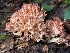  ( - HAY-F-007662)  @11 [ ] by-nc (2023) Damon Tighe Fungal Diversity Survey
