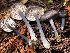  ( - HAY-F-007665)  @11 [ ] by-nc (2023) Damon Tighe Fungal Diversity Survey