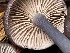  ( - HAY-F-007665)  @11 [ ] by-nc (2023) Damon Tighe Fungal Diversity Survey