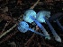  ( - HAY-F-007665)  @11 [ ] by-nc (2023) Damon Tighe Fungal Diversity Survey