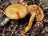  (Aureonarius sp. callisteus-infucatus - HAY-F-007670)  @11 [ ] by-nc (2023) Damon Tighe Fungal Diversity Survey