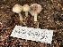  ( - HAY-F-007673)  @11 [ ] by-nc (2023) Damon Tighe Fungal Diversity Survey