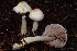 (Agaricus sp. diminutivus-CA01 - HAY-F-007673)  @11 [ ] by-nc (2023) Damon Tighe Fungal Diversity Survey