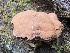  ( - HAY-F-007674)  @11 [ ] by-nc (2023) Damon Tighe Fungal Diversity Survey