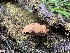  ( - HAY-F-007674)  @11 [ ] by-nc (2023) Damon Tighe Fungal Diversity Survey