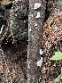  ( - HAY-F-007676)  @11 [ ] by-nc (2023) Damon Tighe Fungal Diversity Survey