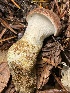  ( - HAY-F-007678)  @11 [ ] by-nc (2023) Damon Tighe Fungal Diversity Survey