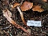  (Phaeocollybia dissiliens - HAY-F-007680)  @11 [ ] by-nc (2023) Damon Tighe Fungal Diversity Survey