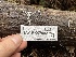  ( - HAY-F-007682)  @11 [ ] by-nc (2023) Damon Tighe Fungal Diversity Survey