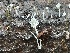  ( - HAY-F-007682)  @11 [ ] by-nc (2023) Damon Tighe Fungal Diversity Survey