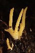  (Calocera sp. viscosa-CA01 - HAY-F-007684)  @11 [ ] by-nc (2023) Damon Tighe Fungal Diversity Survey