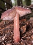  ( - HAY-F-007689)  @11 [ ] by-nc (2023) Damon Tighe Fungal Diversity Survey