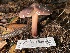  (Phaeocollybia benzokauffmanii - HAY-F-007689)  @11 [ ] by-nc (2023) Damon Tighe Fungal Diversity Survey