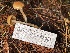  ( - HAY-F-007690)  @11 [ ] by-nc (2023) Damon Tighe Fungal Diversity Survey