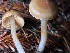  (Thaxterogaster arenosovibratilis - HAY-F-007690)  @11 [ ] by-nc (2023) Damon Tighe Fungal Diversity Survey