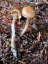  ( - HAY-F-007690)  @11 [ ] by-nc (2023) Damon Tighe Fungal Diversity Survey