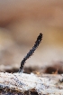  ( - HAY-F-008322)  @11 [ ] by-nc (2023) Warren Cardimona Fungal Diversity Survey