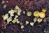  ( - HAY-F-008029)  @11 [ ] by-nc (2023) Warren Cardimona Fungal Diversity Survey