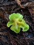  ( - HAY-F-008179)  @11 [ ] by-nc (2023) Warren Cardimona Fungal Diversity Survey