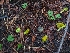  ( - HAY-F-008179)  @11 [ ] by-nc (2023) Warren Cardimona Fungal Diversity Survey