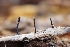  ( - HAY-F-008322)  @11 [ ] by-nc (2023) Warren Cardimona Fungal Diversity Survey