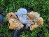  ( - HAY-F-008157)  @11 [ ] by-nc (2023) Warren Cardimona Fungal Diversity Survey