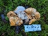  ( - HAY-F-008157)  @11 [ ] by-nc (2023) Warren Cardimona Fungal Diversity Survey