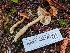  ( - HAY-F-008189)  @11 [ ] by-nc (2023) Warren Cardimona Fungal Diversity Survey