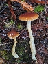  ( - HAY-F-008189)  @11 [ ] by-nc (2023) Warren Cardimona Fungal Diversity Survey