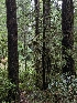  ( - HAY-F-008189)  @11 [ ] by-nc (2023) Warren Cardimona Fungal Diversity Survey