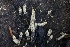  ( - HAY-F-008384)  @11 [ ] by-nc (2023) Taye Bright Fungal Diversity Survey